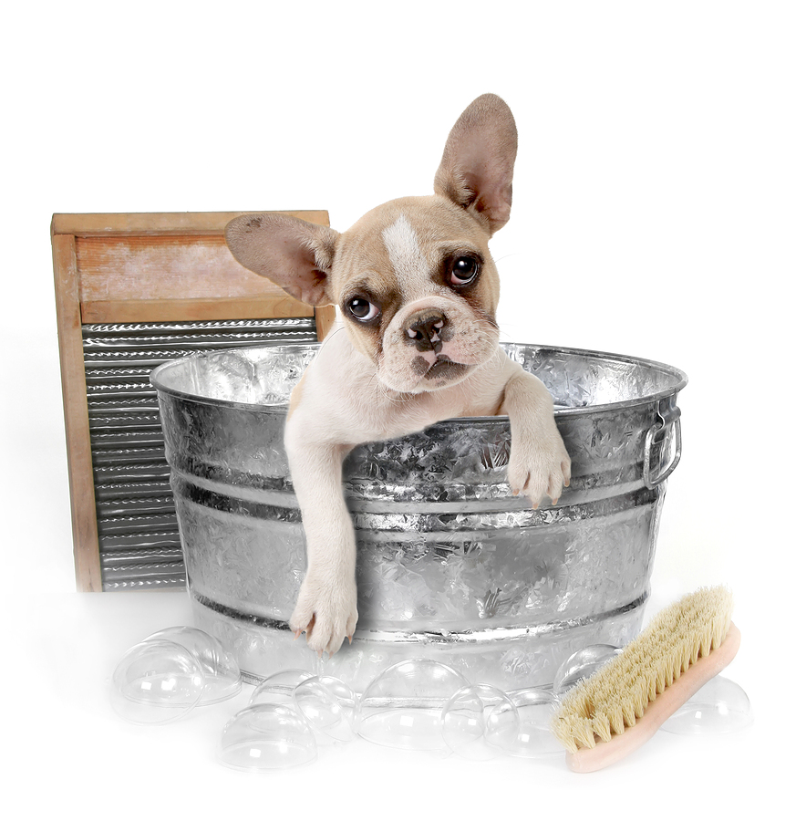 How-to-start-grooming-your-pet